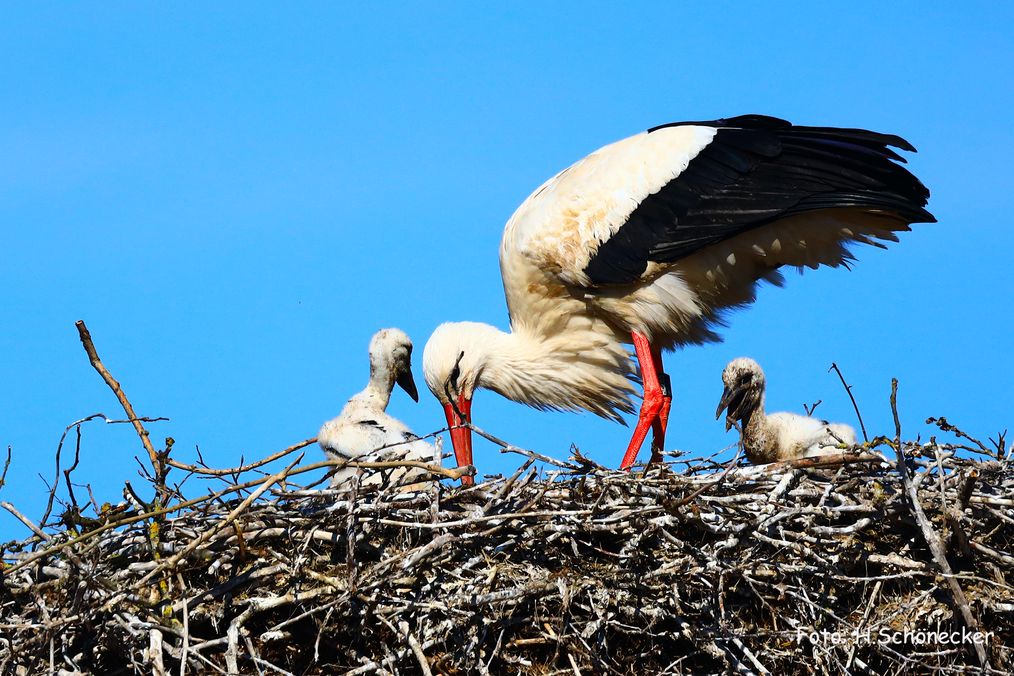 Storchennest für Grub